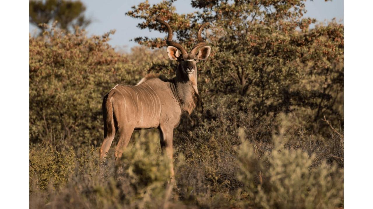 Sandune Game Lodge Gobabis Exterior foto