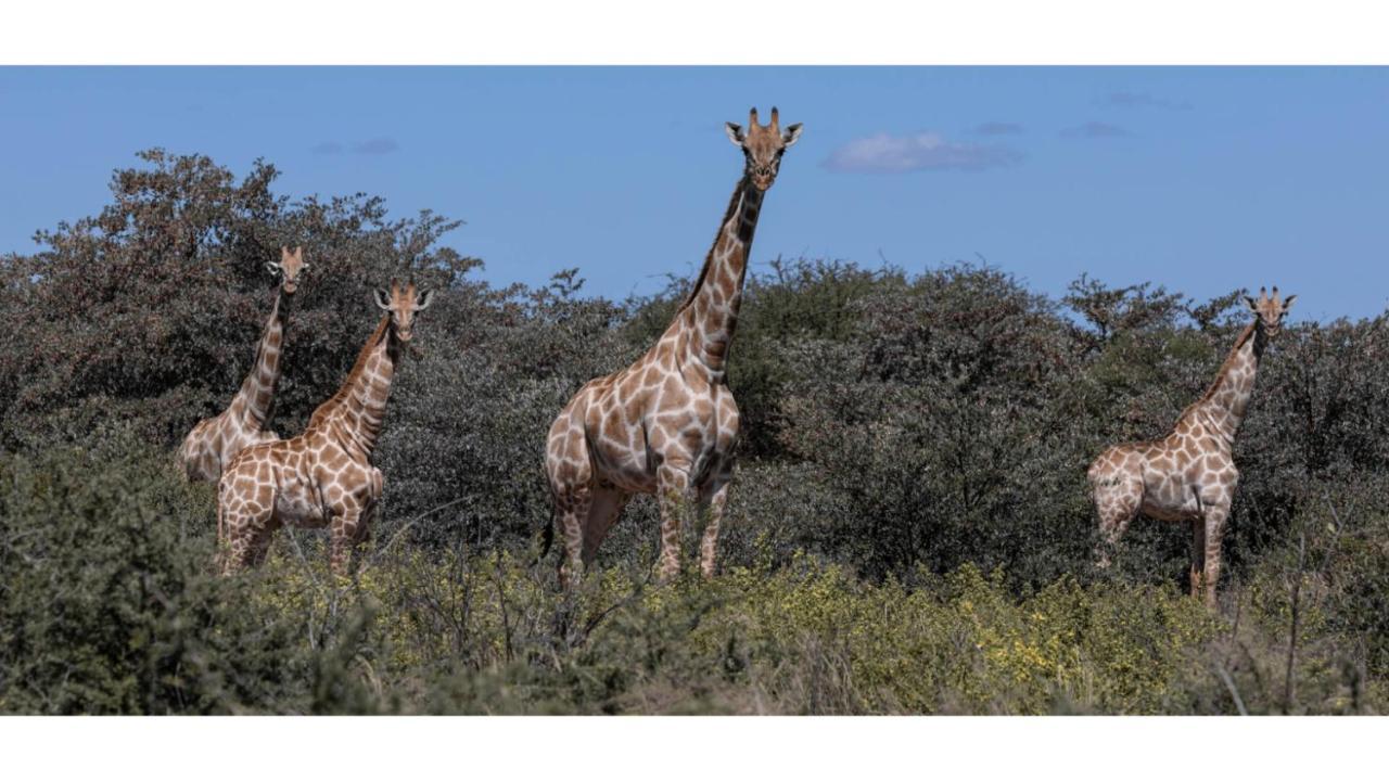 Sandune Game Lodge Gobabis Exterior foto